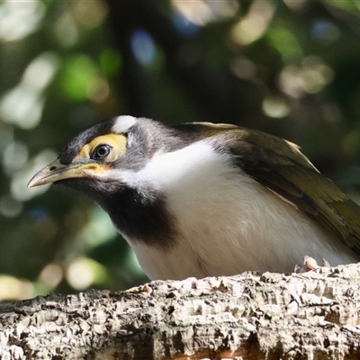 Entomyzon cyanotis (Blue-faced Honeyeater) at Hughes, ACT - 9 Oct 2024 by LisaH