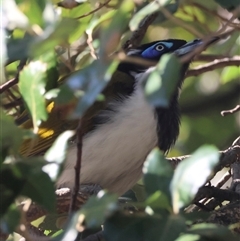 Entomyzon cyanotis at Hughes, ACT - 9 Oct 2024 05:30 PM