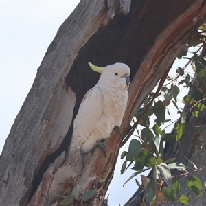 Cacatua galerita at Hughes, ACT - 2 Oct 2024