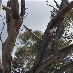 Cacatua galerita at Hughes, ACT - 2 Oct 2024