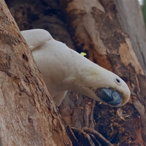 Cacatua galerita at Hughes, ACT - 5 Oct 2024 02:30 PM