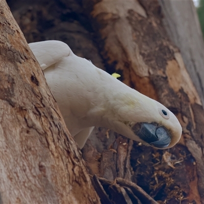 Cacatua galerita (Sulphur-crested Cockatoo) at Hughes, ACT - 5 Oct 2024 by LisaH