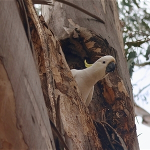 Cacatua galerita at Hughes, ACT - 5 Oct 2024