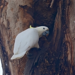 Cacatua galerita at Hughes, ACT - 5 Oct 2024