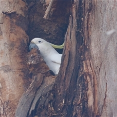 Cacatua galerita at Hughes, ACT - 5 Oct 2024