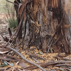 Cacatua galerita at Hughes, ACT - 5 Oct 2024