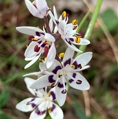 Wurmbea dioica subsp. dioica (Early Nancy) at Deakin, ACT - 8 Oct 2024 by KL