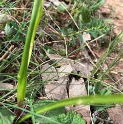 Wurmbea dioica subsp. dioica at Deakin, ACT - 8 Oct 2024