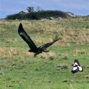 Aquila audax at Whitlam, ACT - 8 Oct 2024