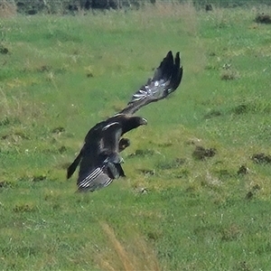 Aquila audax at Whitlam, ACT - 8 Oct 2024