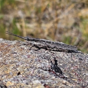 Coryphistes ruricola at Denman Prospect, ACT - 2 Oct 2024 02:10 PM