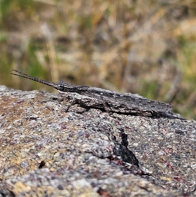 Coryphistes ruricola (Bark-mimicking Grasshopper) at Denman Prospect, ACT - 2 Oct 2024 by Wolfdogg