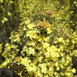 Phebalium squamulosum subsp. ozothamnoides at Bonython, ACT - 9 Oct 2024