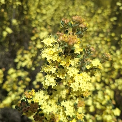 Phebalium squamulosum subsp. ozothamnoides (Alpine Phebalium, Scaly Phebalium) at Bonython, ACT - 9 Oct 2024 by RomanSoroka