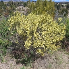 Phebalium squamulosum subsp. ozothamnoides at Bonython, ACT - 9 Oct 2024