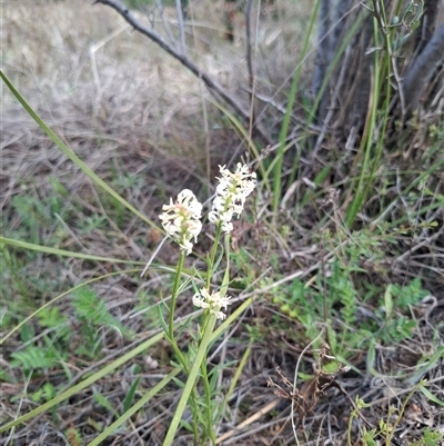 Stackhousia monogyna (Creamy Candles) at Bonython, ACT - 9 Oct 2024 by RomanSoroka