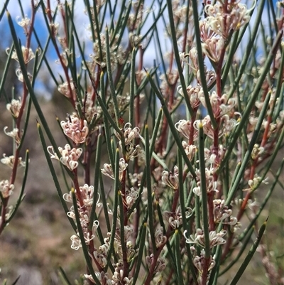 Hakea microcarpa (Small-fruit Hakea) at Bonython, ACT - 9 Oct 2024 by RomanSoroka