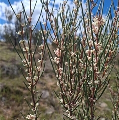 Hakea microcarpa at Bonython, ACT - 9 Oct 2024 12:31 PM