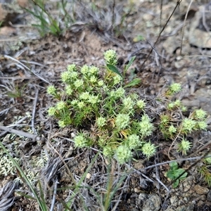 Scleranthus diander at Bonython, ACT - 9 Oct 2024 12:38 PM