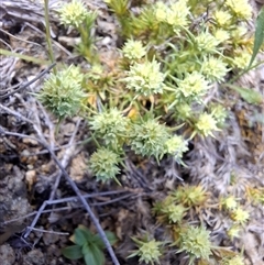 Scleranthus diander at Bonython, ACT - 9 Oct 2024 12:38 PM