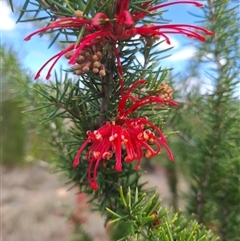 Grevillea juniperina subsp. fortis (Grevillea) at Bonython, ACT - 9 Oct 2024 by RomanSoroka