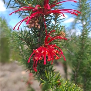 Grevillea juniperina subsp. fortis at Bonython, ACT - 9 Oct 2024 12:37 PM