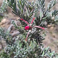 Grevillea lanigera (Woolly Grevillea) at Bonython, ACT - 9 Oct 2024 by RomanSoroka