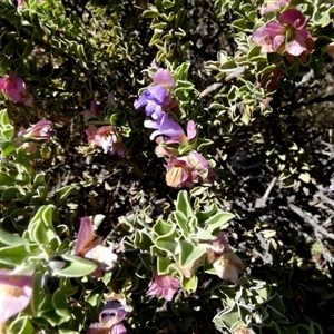 Unidentified Other Shrub at Yannarie, WA by Paul4K