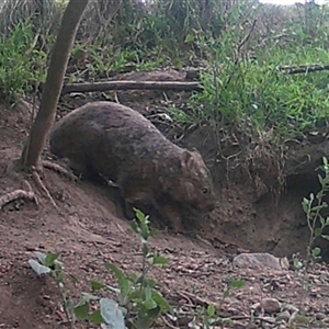 Vombatus ursinus at Kangaroo Valley, NSW - suppressed