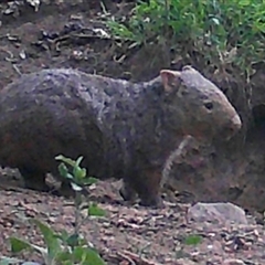 Vombatus ursinus at Kangaroo Valley, NSW - suppressed