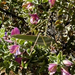 Unidentified Katydid (Tettigoniidae) at Yannarie, WA - 8 Sep 2024 by Paul4K