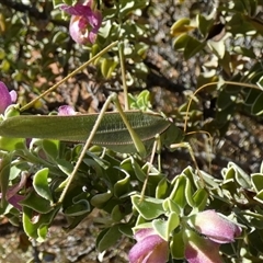 Unidentified at suppressed - 8 Sep 2024