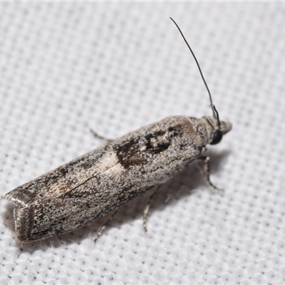 Nephopterix melanostyla (A Pyralid or Snout Moth) at Jerrabomberra, NSW - 7 Oct 2024 by DianneClarke