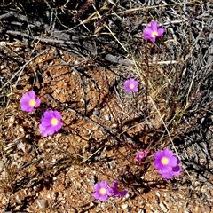 Unidentified Other Wildflower or Herb at Minilya, WA - 8 Sep 2024 by Paul4K