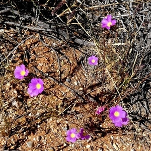 Unidentified Other Wildflower or Herb at Minilya, WA by Paul4K