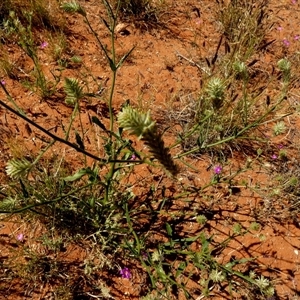 Ptilotus polystachyus at Minilya, WA by Paul4K