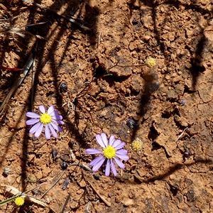 Unidentified Other Wildflower or Herb at Yandoo Creek, WA by Paul4K