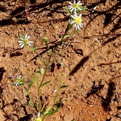 Unidentified Other Wildflower or Herb at Yandoo Creek, WA - 8 Sep 2024 by Paul4K