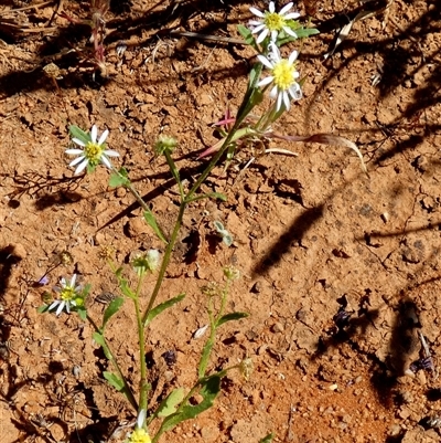 Unidentified Other Wildflower or Herb at Yandoo Creek, WA - 8 Sep 2024 by Paul4K