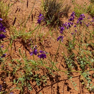 Unidentified Other Wildflower or Herb at Yandoo Creek, WA - 8 Sep 2024 by Paul4K