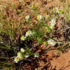 Unidentified Other Wildflower or Herb at Yandoo Creek, WA - 8 Sep 2024 by Paul4K