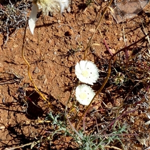 Unidentified Other Wildflower or Herb at Macleod, WA by Paul4K