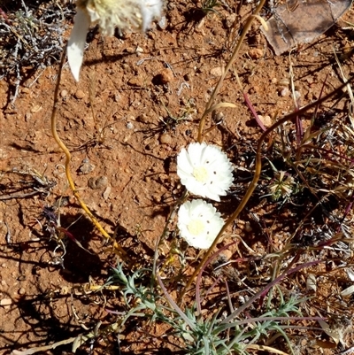 Unidentified Other Wildflower or Herb at Macleod, WA - 8 Sep 2024 by Paul4K