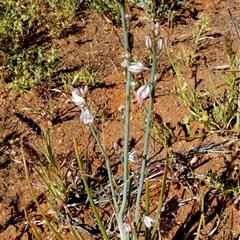 Unidentified Other Wildflower or Herb at Macleod, WA - 8 Sep 2024 by Paul4K