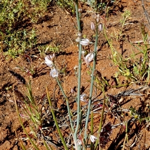 Unidentified Other Wildflower or Herb at Macleod, WA by Paul4K