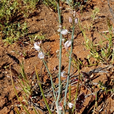 Unidentified Other Wildflower or Herb at Macleod, WA - 8 Sep 2024 by Paul4K