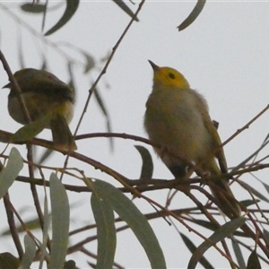 Ptilotula penicillata (White-plumed Honeyeater) at Brown Range, WA by Paul4K