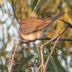 Spilopelia senegalensis (Laughing Dove) at Brown Range, WA by Paul4K