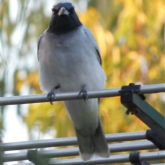 Coracina novaehollandiae (Black-faced Cuckooshrike) at Brown Range, WA - 8 Sep 2024 by Paul4K