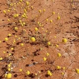 Unidentified Other Wildflower or Herb at Inggarda, WA by Paul4K